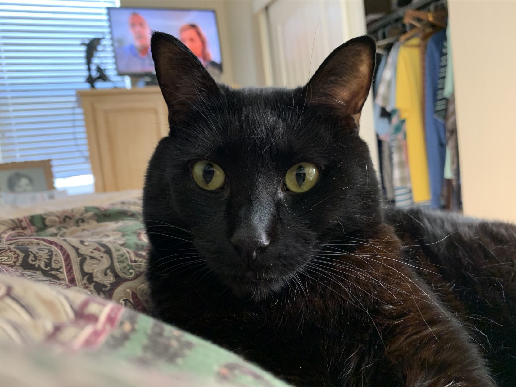 Buddy